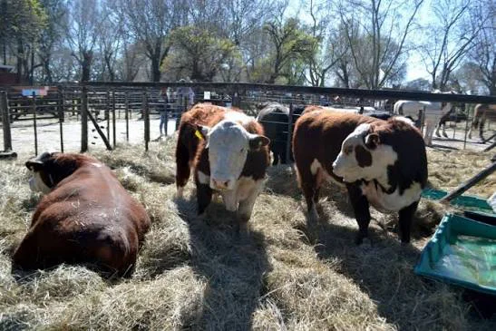 images