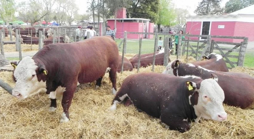 expo rural