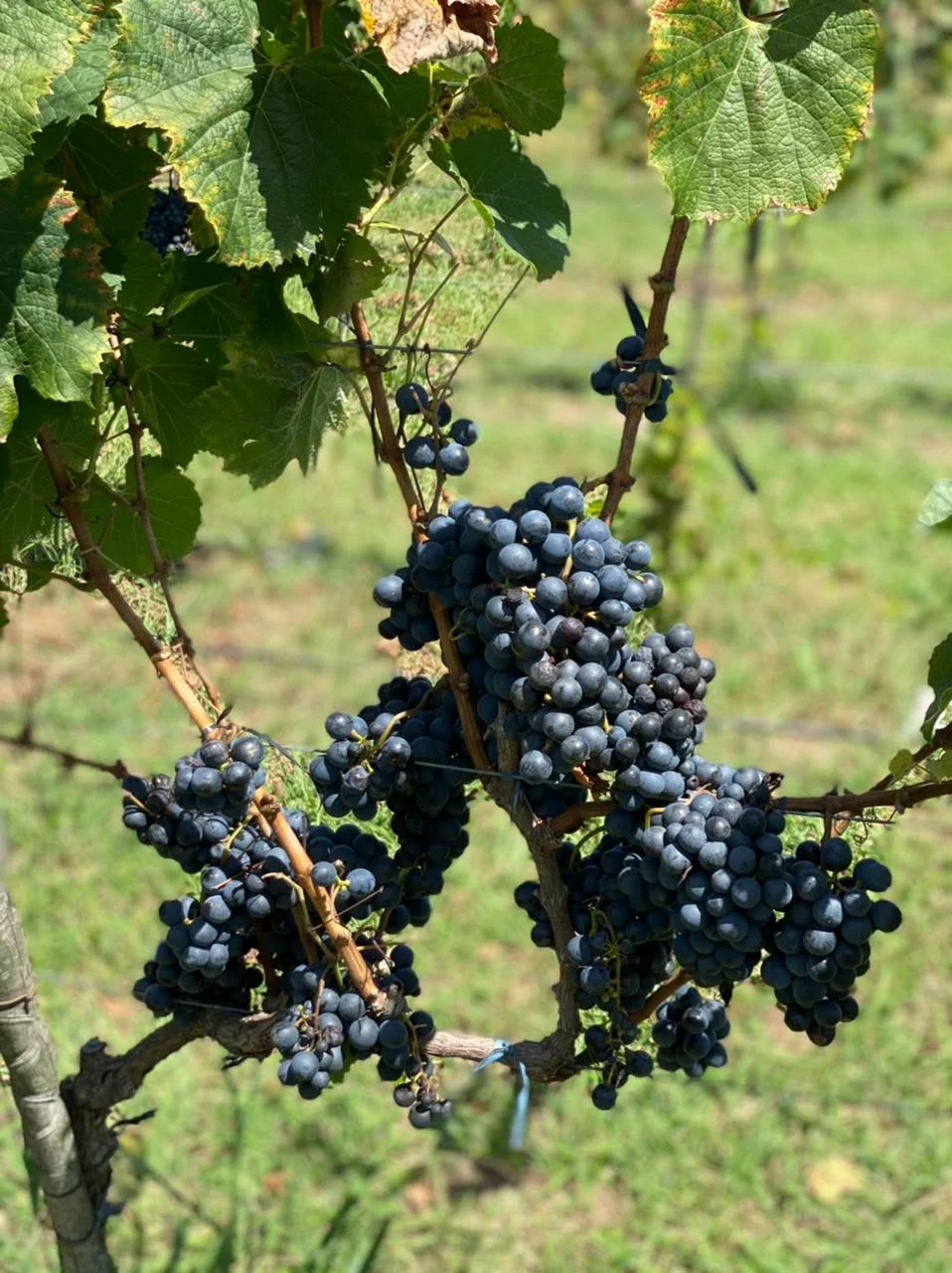 Bodega Gamboa 2
