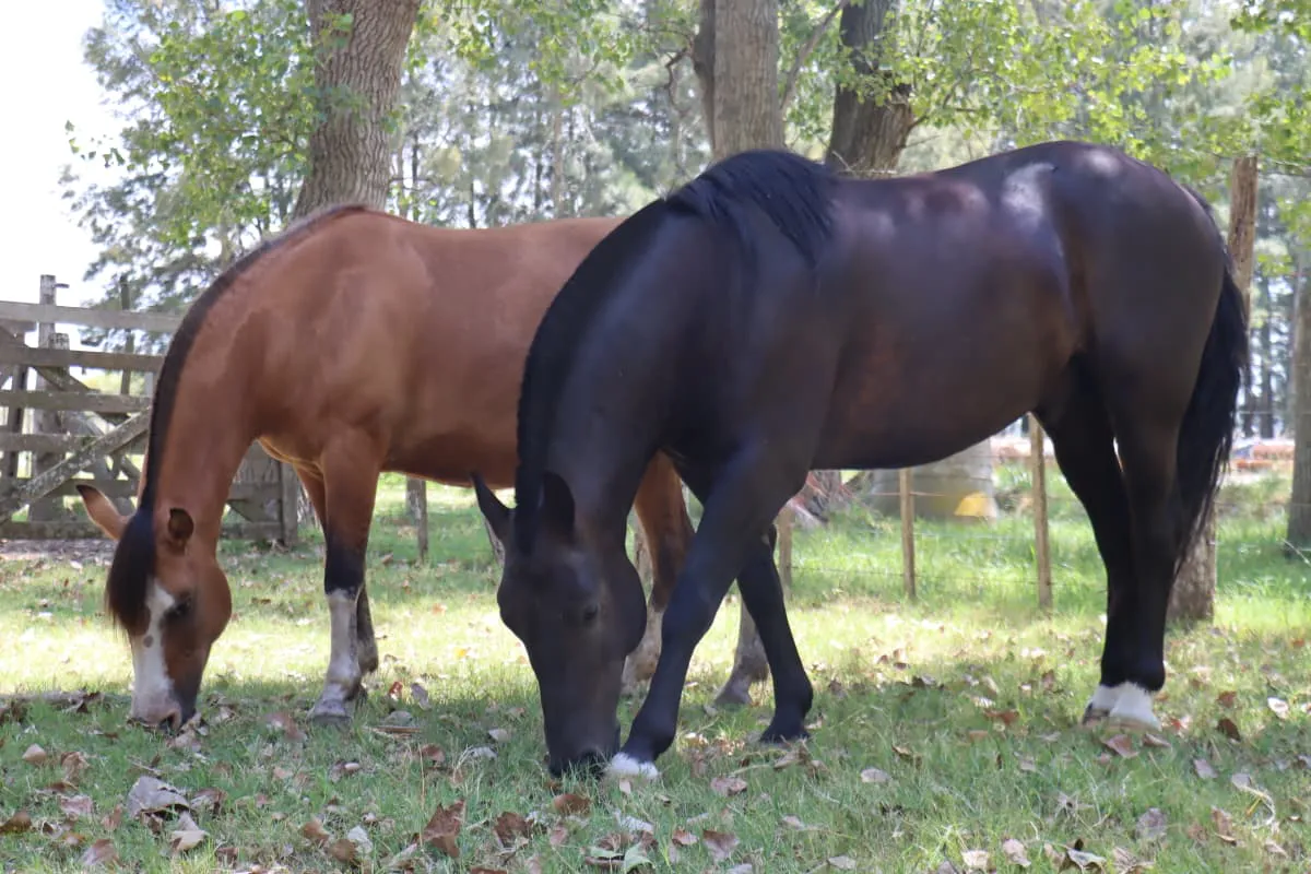 WhatsApp Image 2026-01-30 at 13.52.33