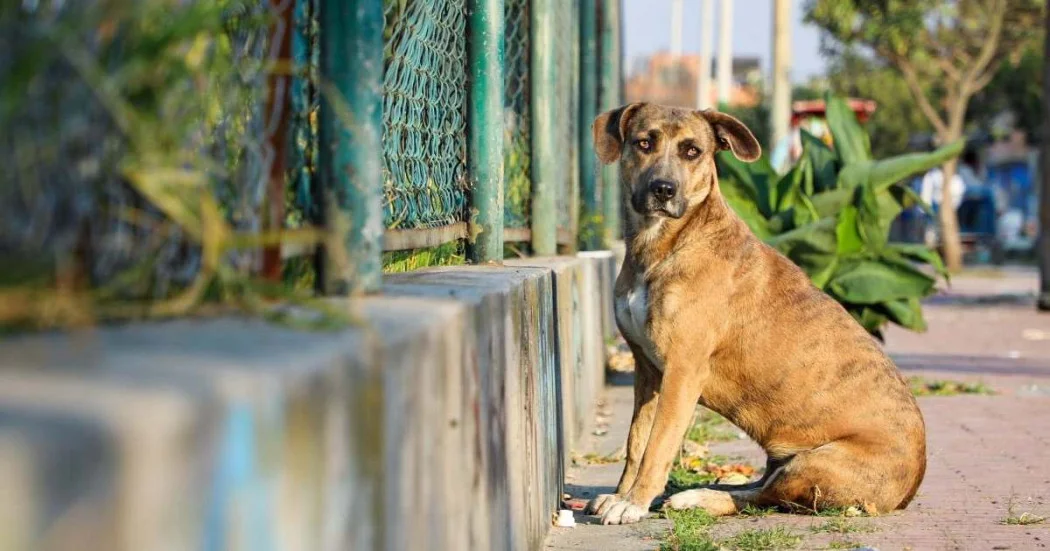 proteccion-aminal