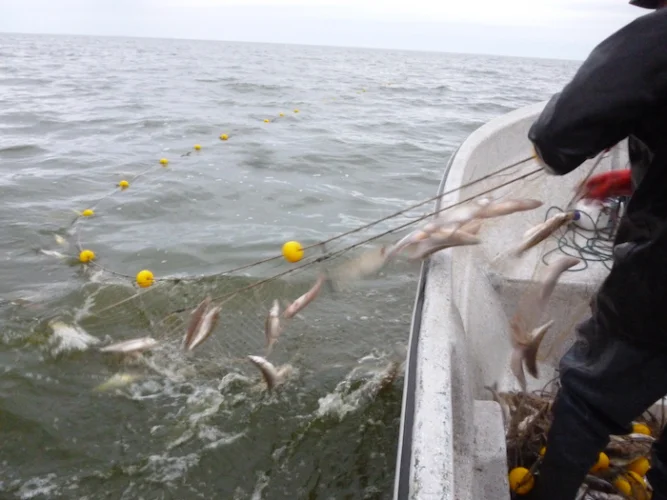 pesca_trenque_lauquen