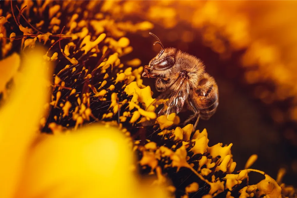 Abejas2