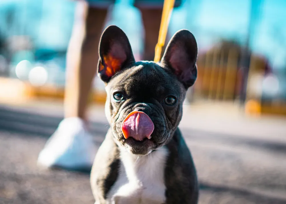 carrera perros