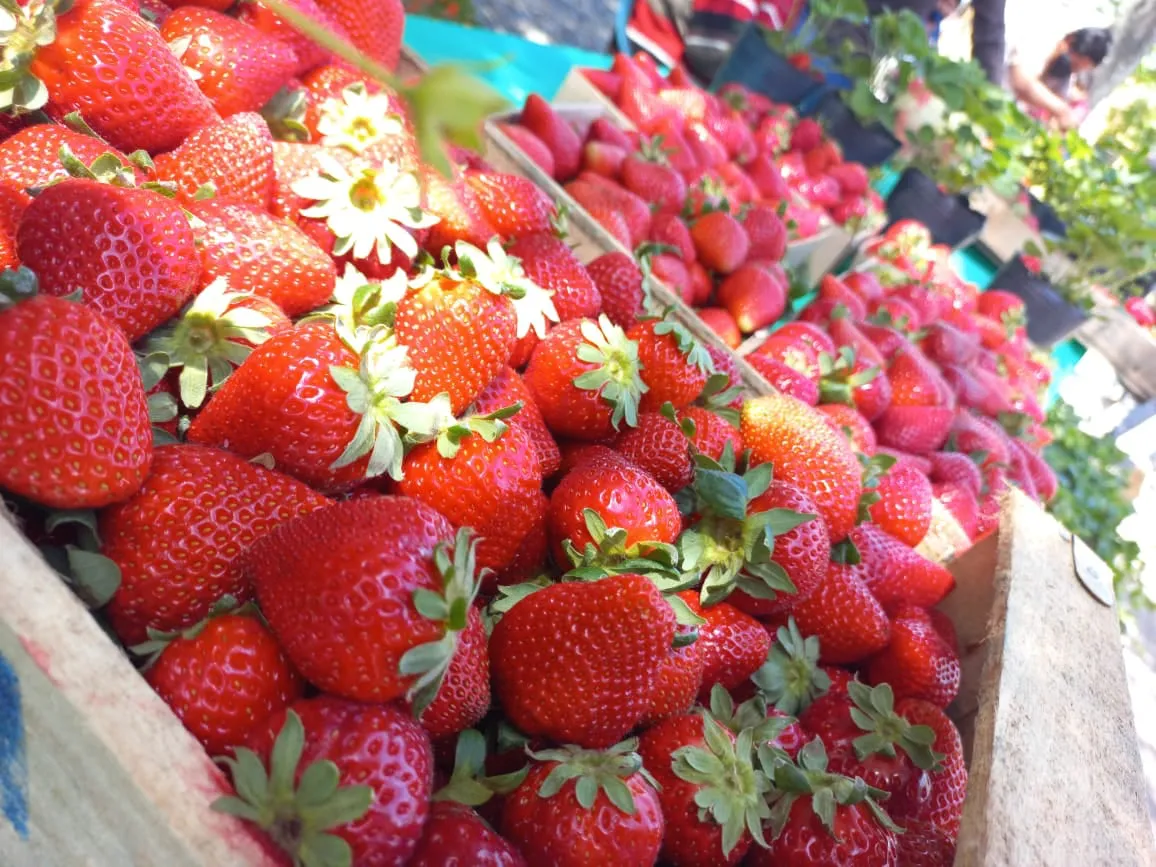 Fiesta-de-la-Frutilla-General-Rodriguez-3