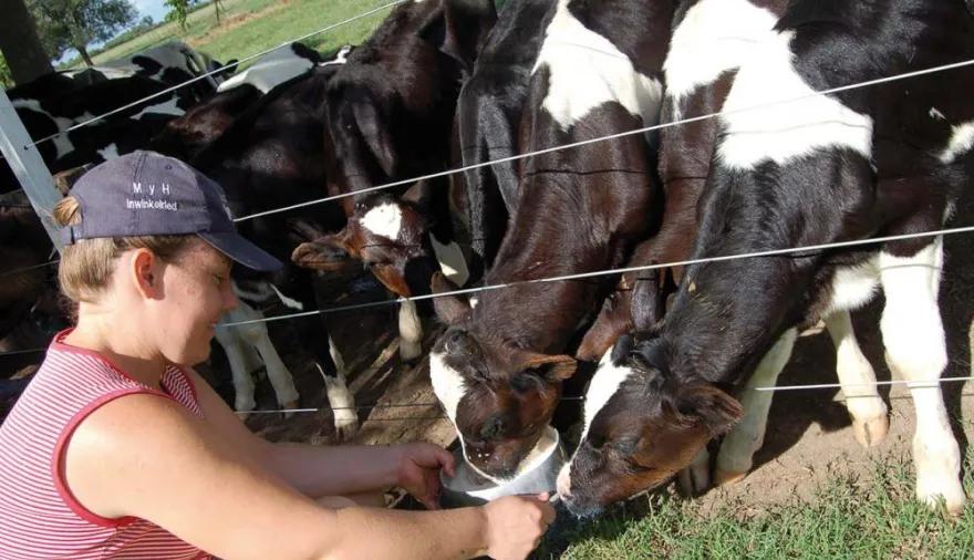 20241018170402_18-tambo-ternero2