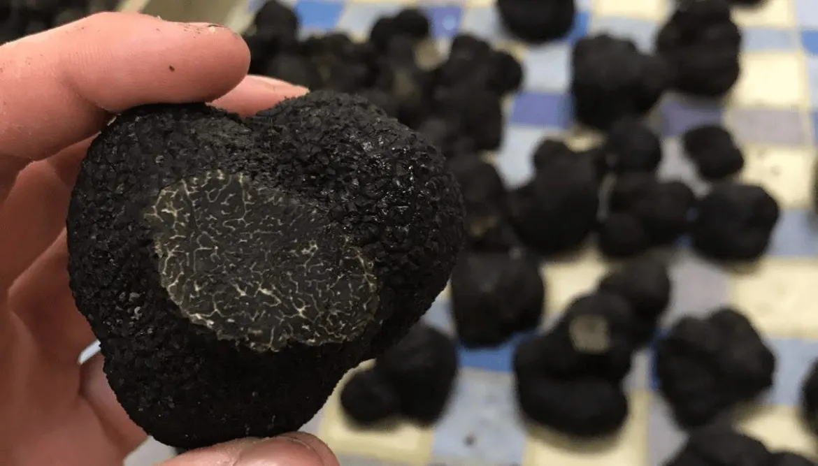 trufas-negras-aapresid