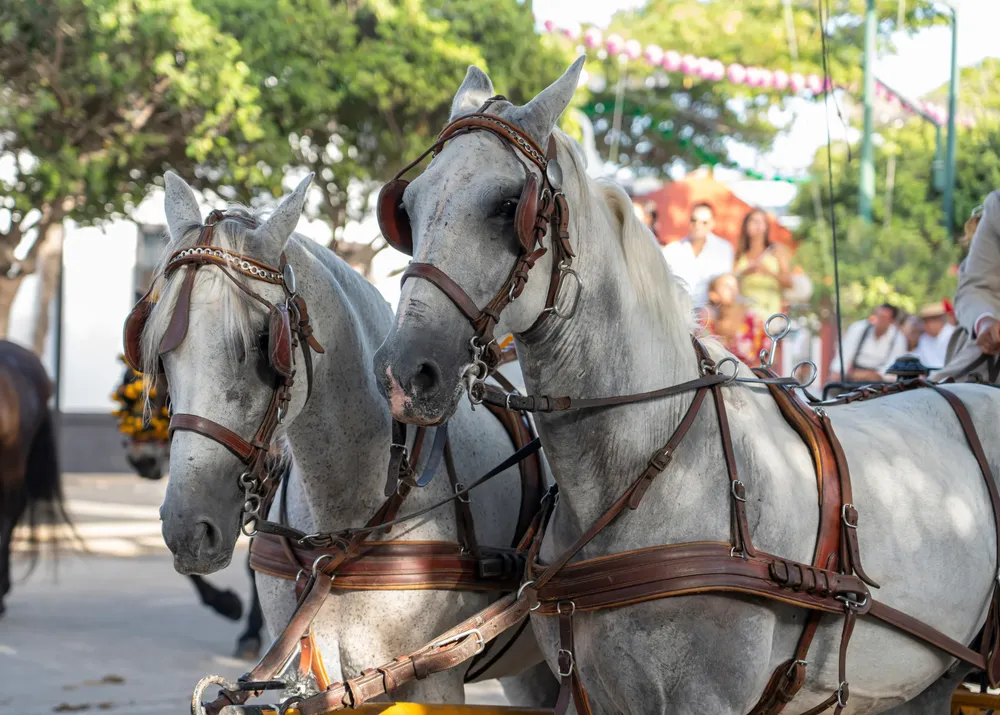 caballos