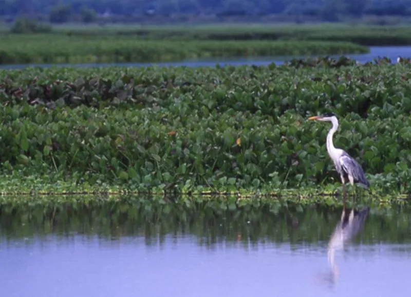 bbx_450776118_1_Humedales-2