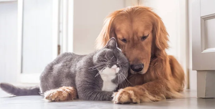perro-y-gato-convivencia-armoniosa