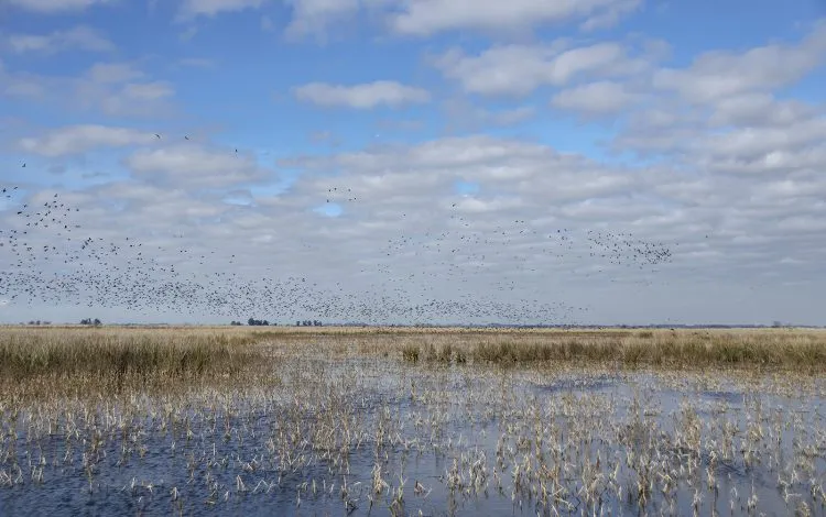 2.2 Día mundial de los Humedales ciervo-de-los-pantanos