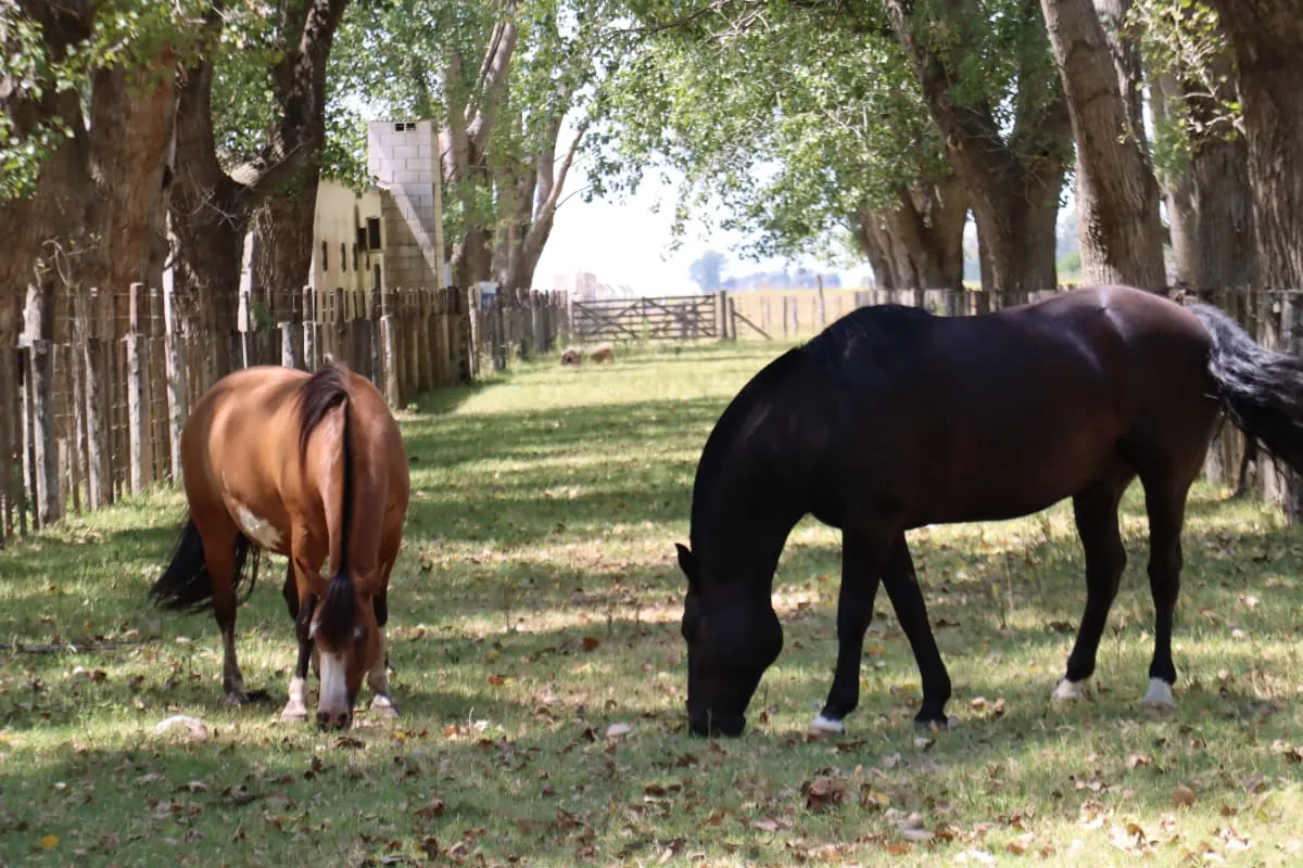 WhatsApp Image 2026-01-30 at 13.52.30