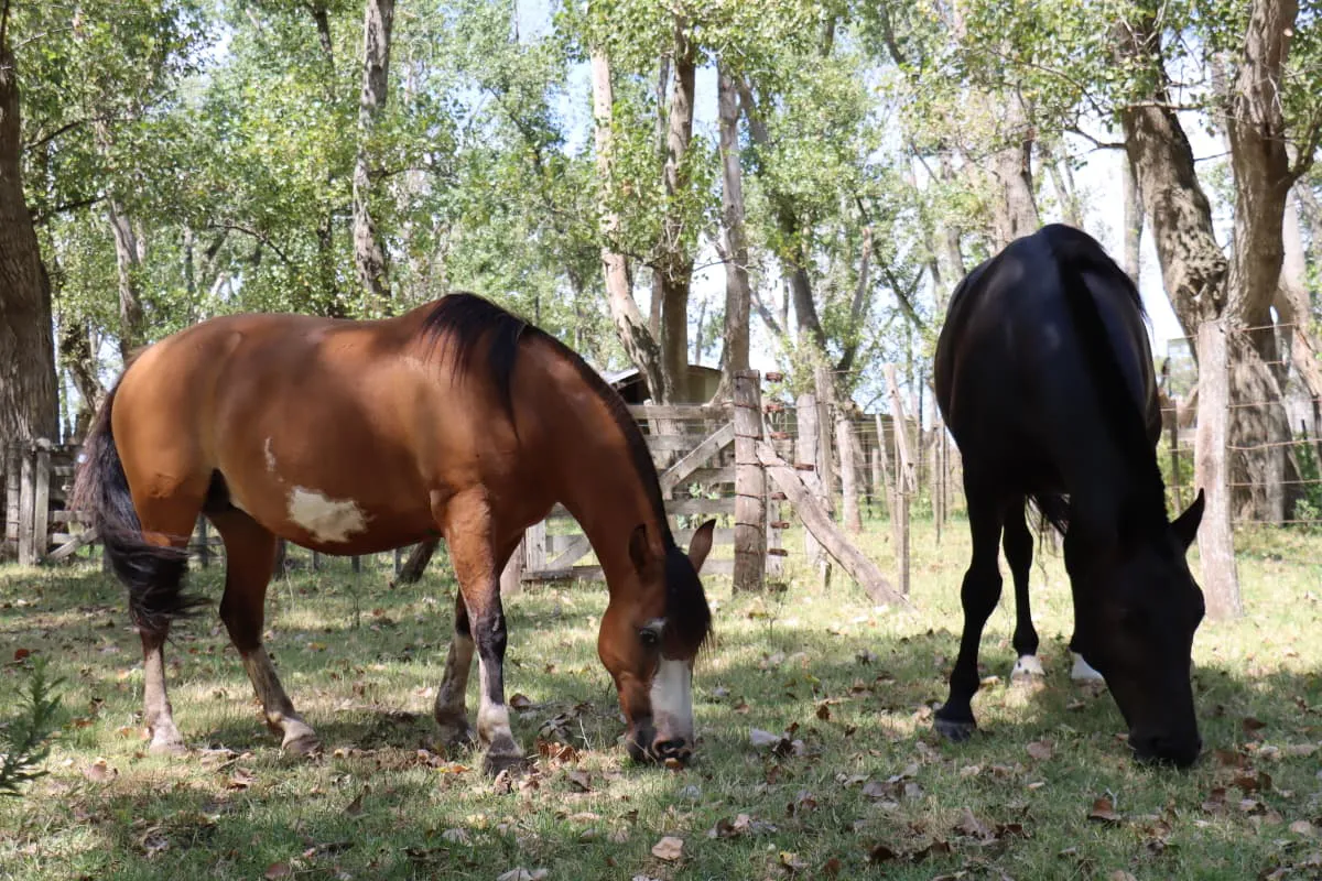 WhatsApp Image 2026-01-30 at 13.52.31