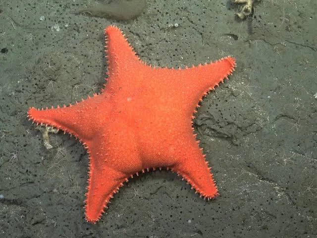estrella de mar