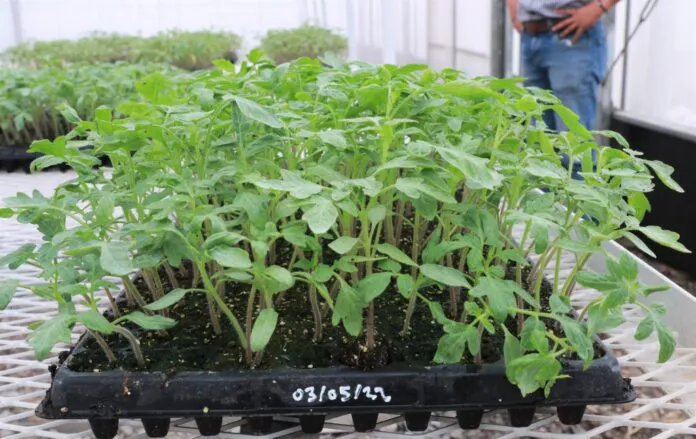 ENTREGA-DE-PLANTINES-DE-TOMATE-CC-2-1024x646-1-696x439