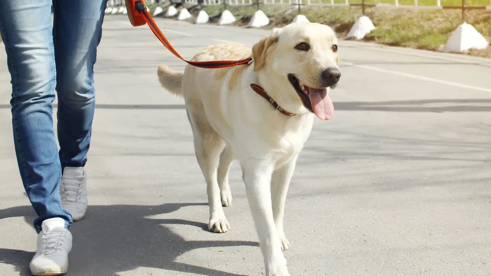 3-consejos-pasear-perro-XxXx80