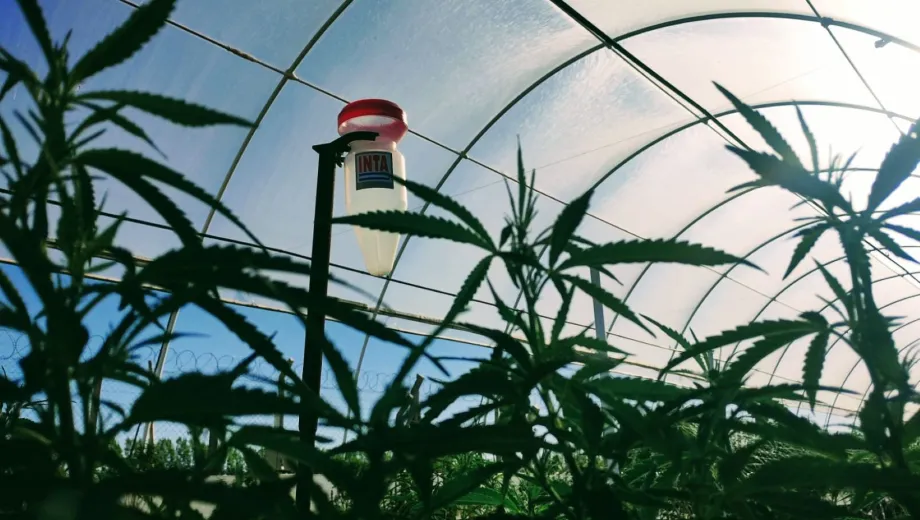 laboratorio-de-cannabis-inta