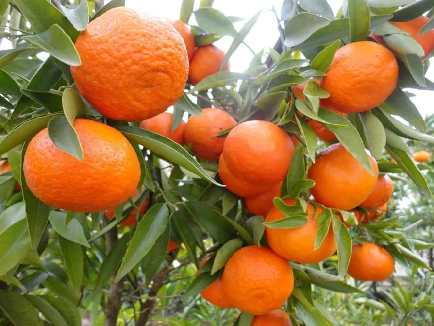 frutal