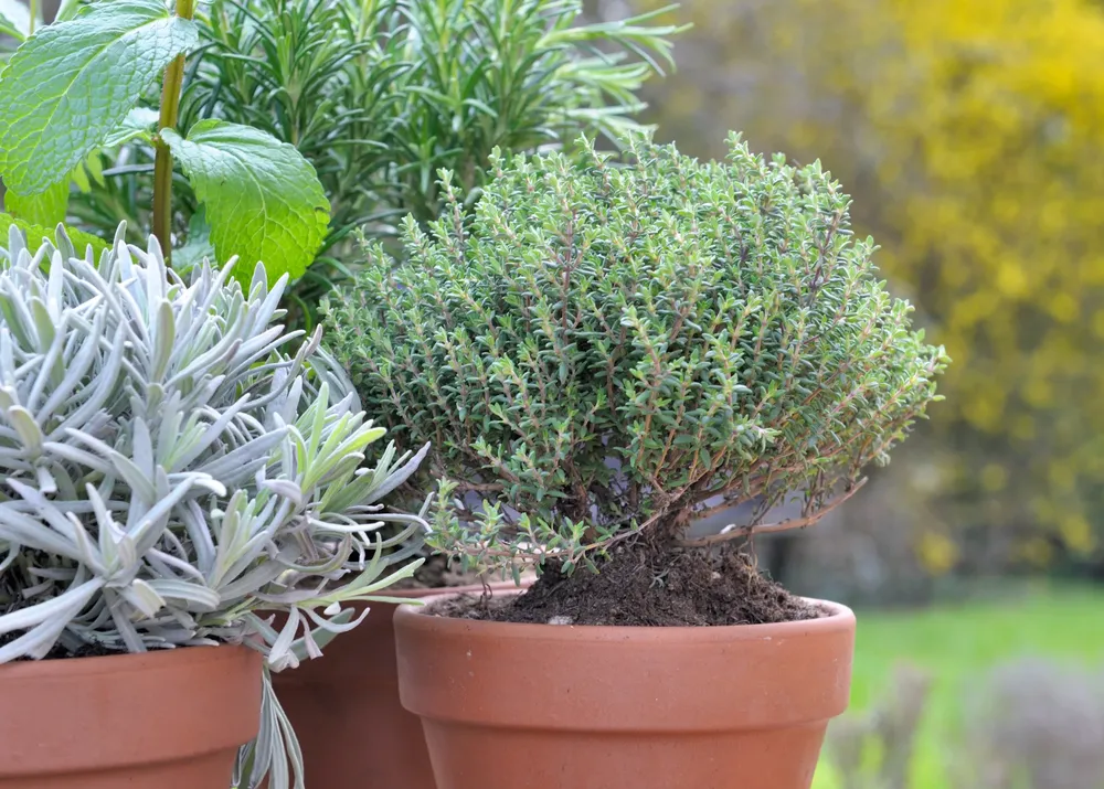 plantas aromáticas