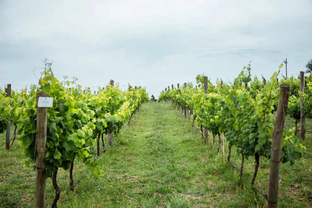 Bodega Gamboa