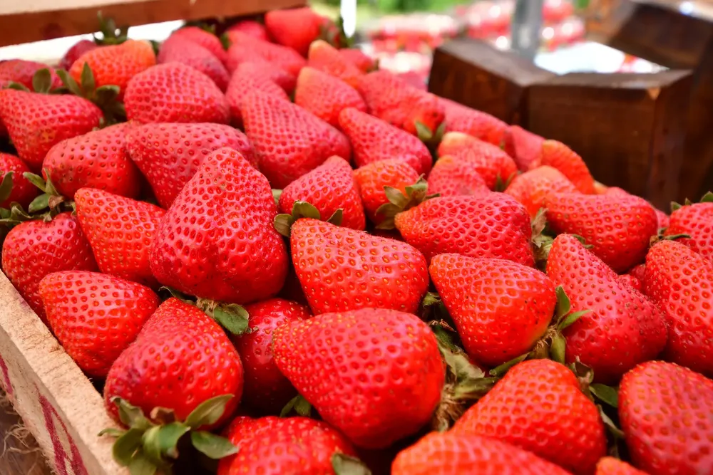 FIESTA-DE-LA-FRUTILLA-varela