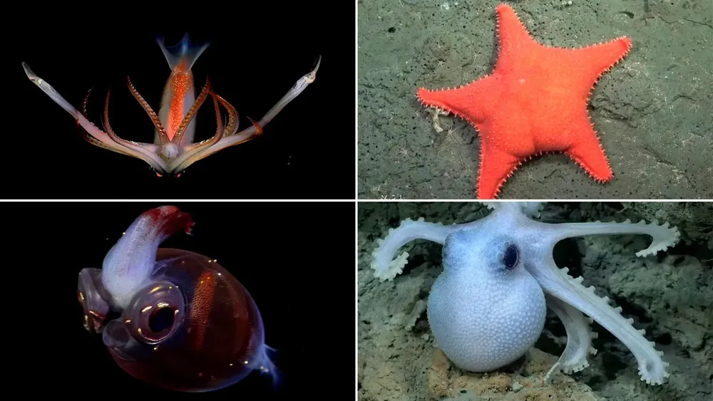 7S5LP5ANYNCCVISECTTJ2S7RRQ