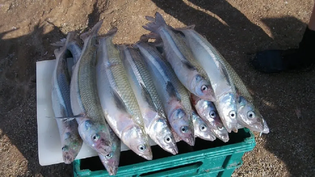 Inscripcion-pesca-de-pejerrey