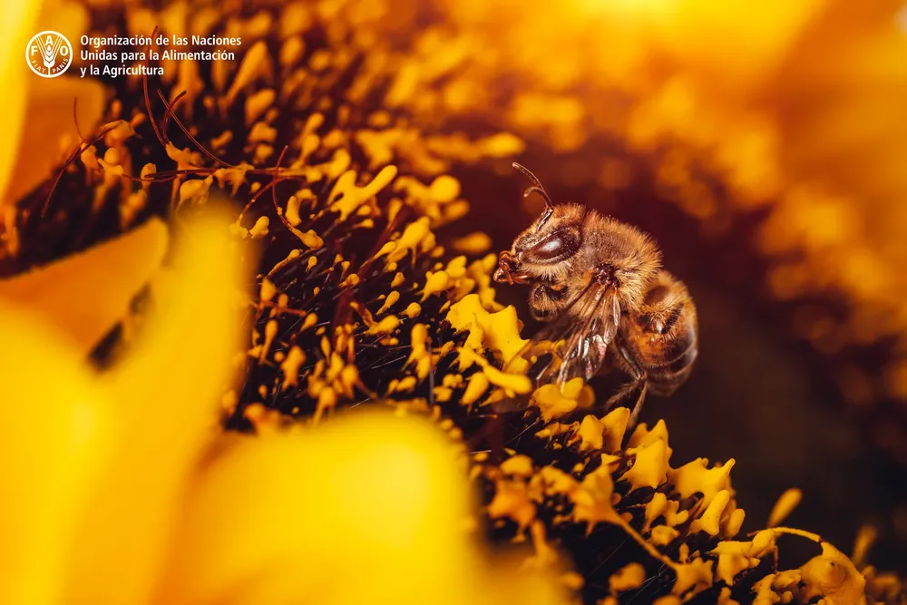 Abejas2
